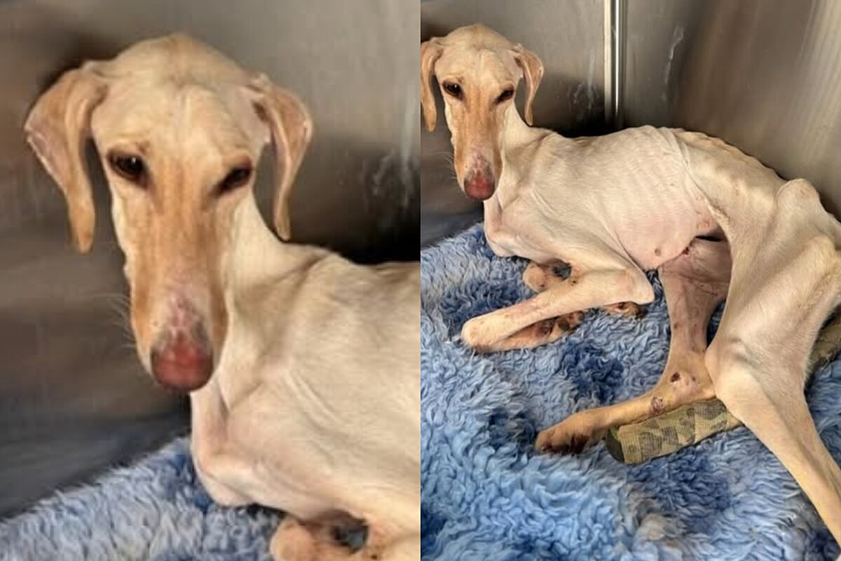 Cão resgatado pelo Refúgio Aurora Canina